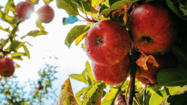 Northside Produce Market Offerings